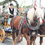 Ein prächtiger Anblick: das Naabecker-Braueigespann im Festzug vom Rathaus zum Festzelt. Ein prächtiger Anblick: das Naabecker-Braueigespann im Festzug vom Rathaus zum Festzelt.